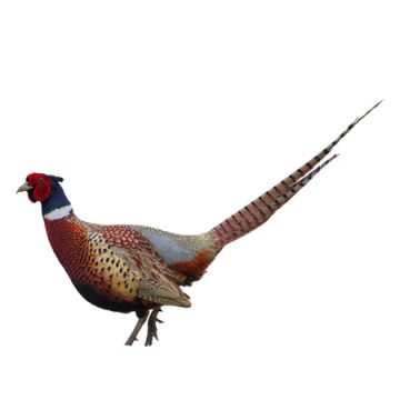 Vadmadarak