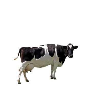 Kérődzők